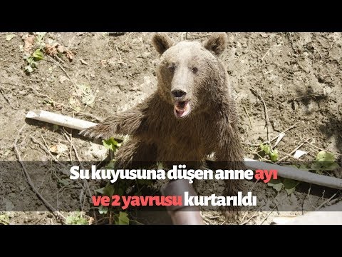 Video: Ruidoso New Mexico Ayı Yavruları Çöp Kutusundan Kurtarıldı - Ayı Yavrusu Kurtarma