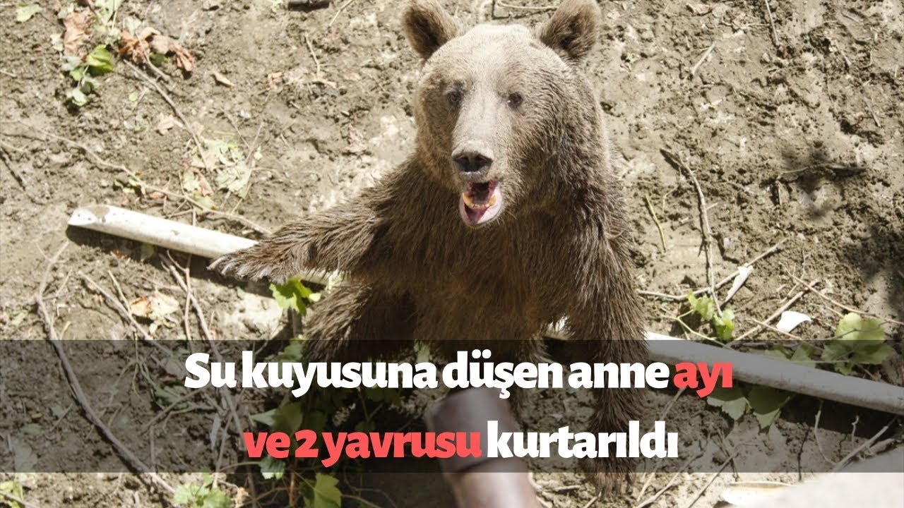 Mahsur kalan anne ayı ve iki yavrusu kurtarıldı