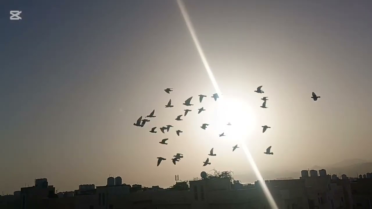 كش المخالف وتقويم المسود فيها لعيون الغوالي