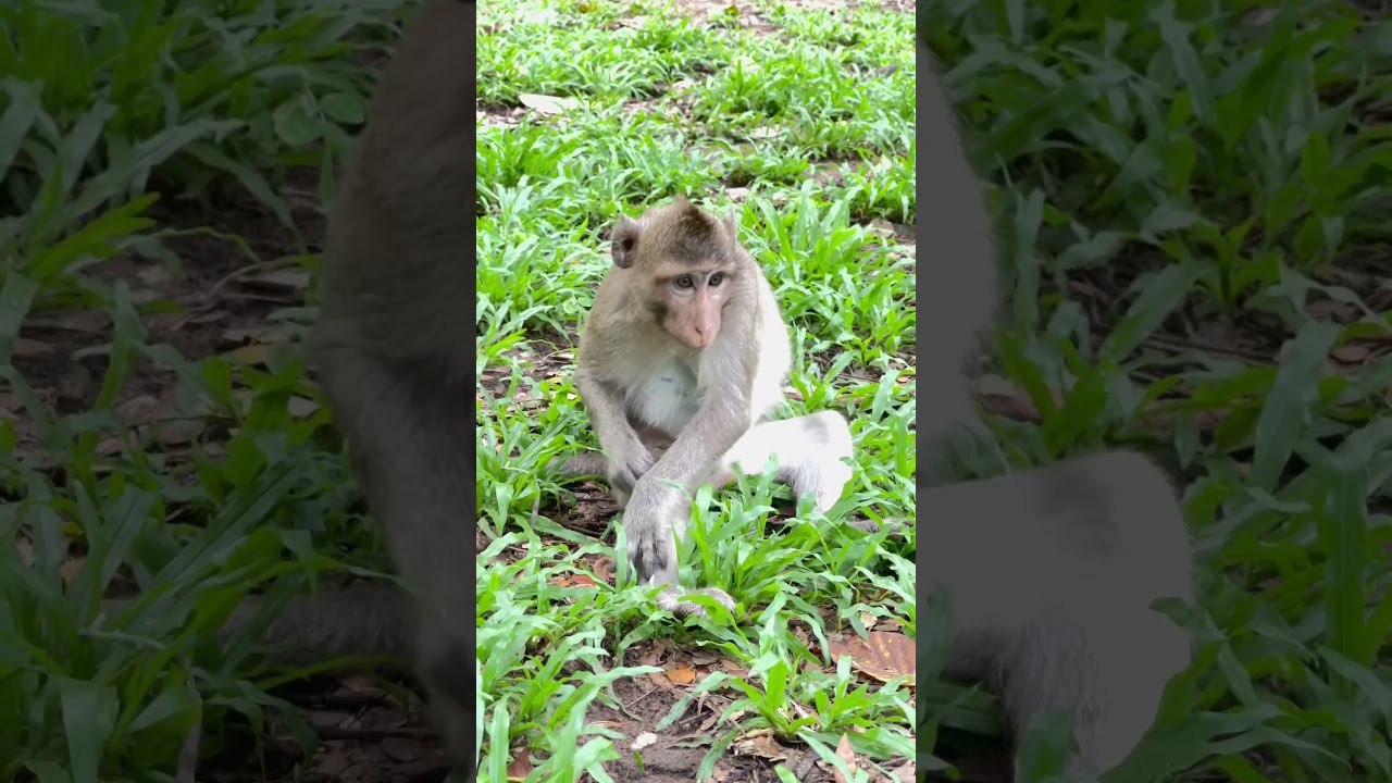 Monkey In Angkor Thom Temple 
