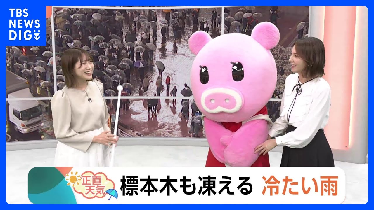 【4月2日 関東の天気】標本木も凍える 冷たい雨｜TBS NEWS DIG