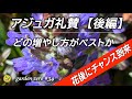 アジュガを3種類の方法で挿し芽したら1ヶ月後こんな結果に
