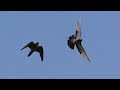 В любое время дня Сокол Сапсан атакует голубей. Peregrine Falcon attacks pigeons all the time