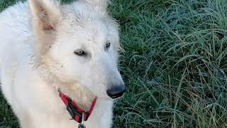 Osloyu gezdirirken ceylan gorduk.