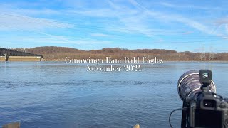 Conowingo Dam Bald Eagles 2024 Bald Eagles Conowingo Dam
