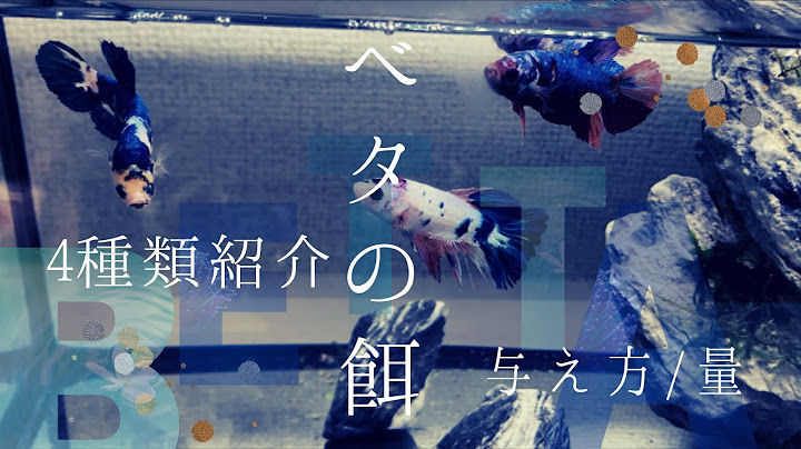 ベタ エサは何がいいの オススメをご紹介 餌 赤虫 Youtube