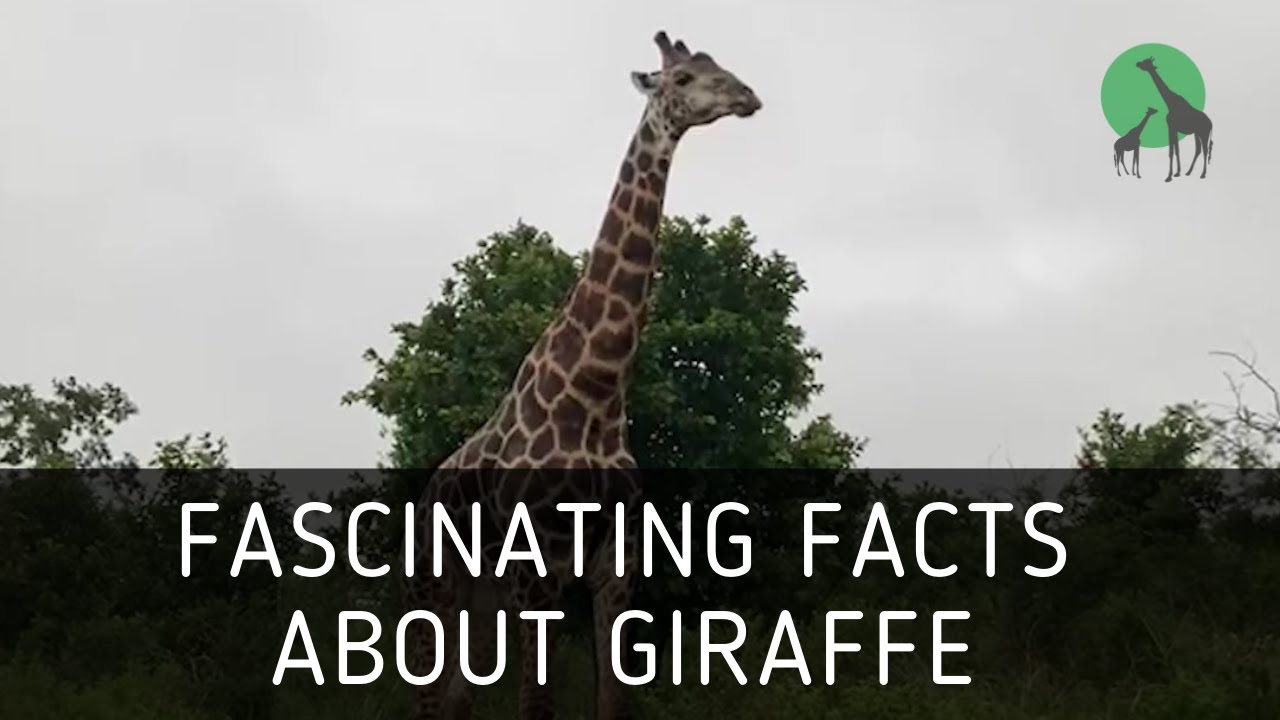 Fascinating Facts About Giraffe | PeaceParksTV.com