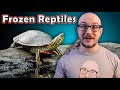 How Do Reptiles And Amphibians Survive The Winter? | Turtle Butt Breathing, Frozen Frogs And More