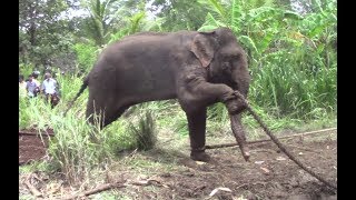 Successfully Trans locating An Aggressive elephant !