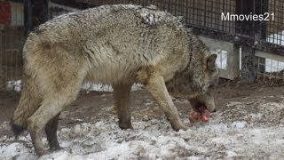 オオカミの食事タイム~Wolves are eating