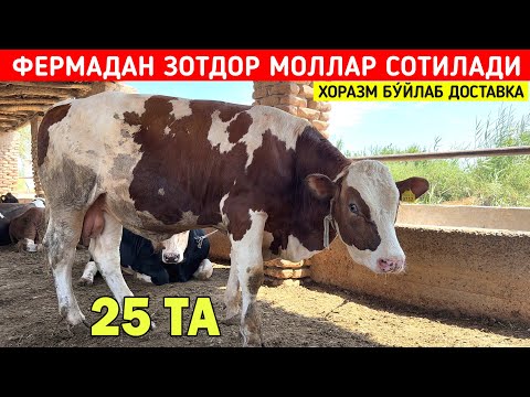 ФЕРМАДАН ЗОТДОР МОЛЛАР СОТИЛАДИ МАНЗИЛ УРГАНЧДА ХОРАЗМ БУ́ЙЛАБ ДОСТАВКА !!! ХОРАЗМ БОЗОР 