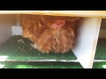 Chicken Laying An Egg - Whoa!