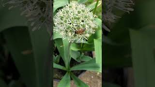 #bee #allium #buzz #birdsong #shorts #naturesounds #relax