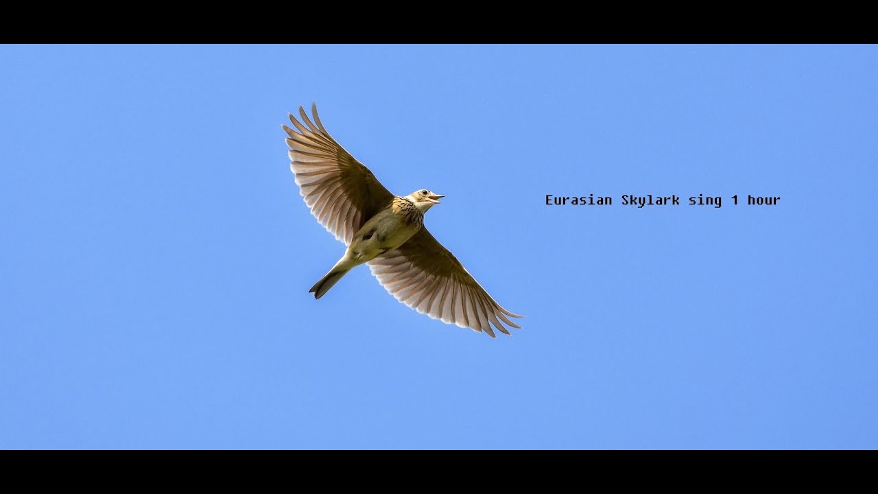 Евразийский полевой жаворонок поет 1 час, Fantastic for Sleep.