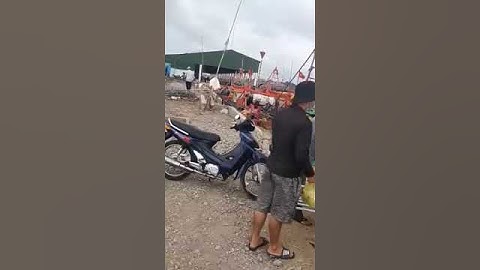 Ghe cào vàm láng lấy nước đá