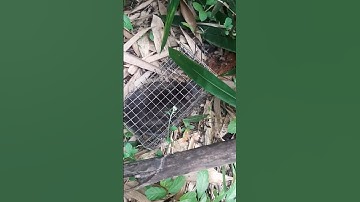 Thăm bẩy chuột, dính chuột cống nhum siêu to