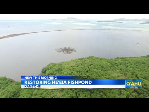 Thousands unite for He'eia Fishpond restoration in Kaneohe