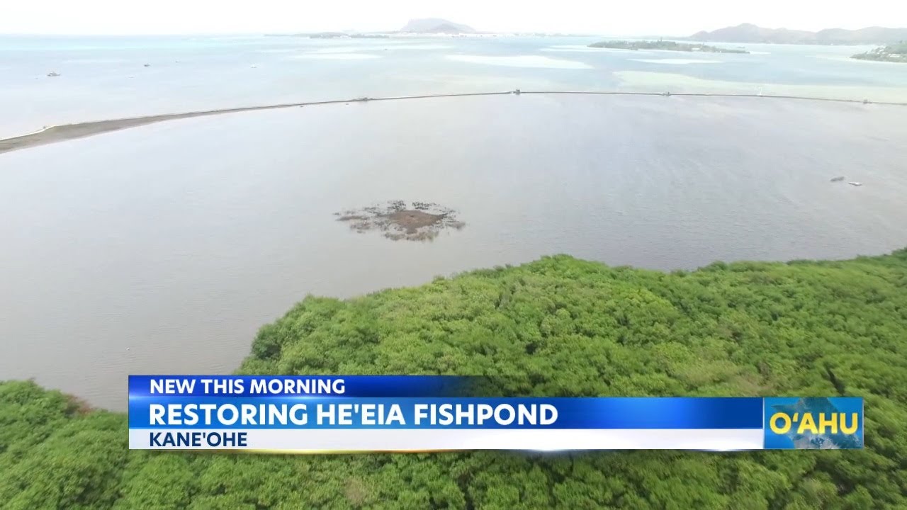 Thousands unite for He'eia Fishpond restoration in Kaneohe
