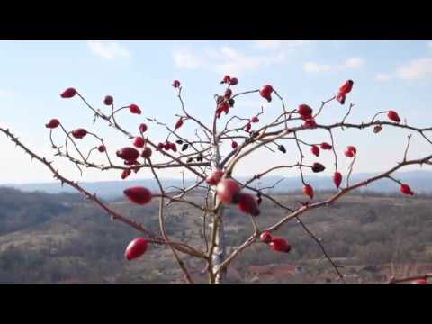 Carașova Karaševo 2019 