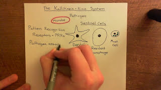 The Kallikrein-Kinin System Part 1