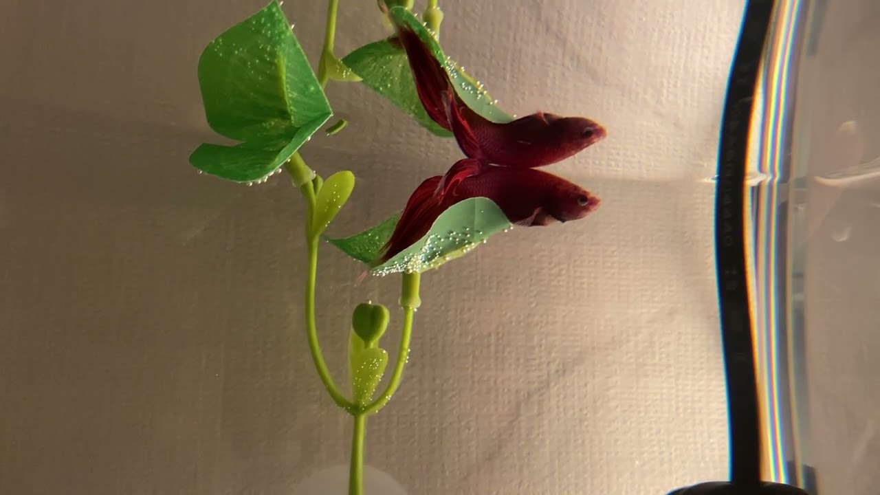 베타 침대 사용법 깨우침