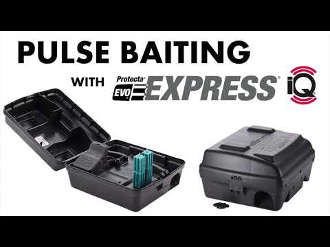 Pulse Baiting with Express iQ - YouTube