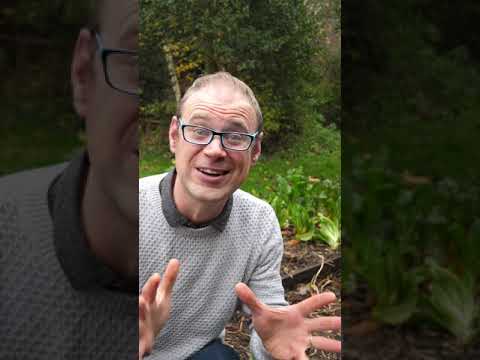Videó: Rövid távú kertészkedés – Gyors eredményű kert termesztése nyárra