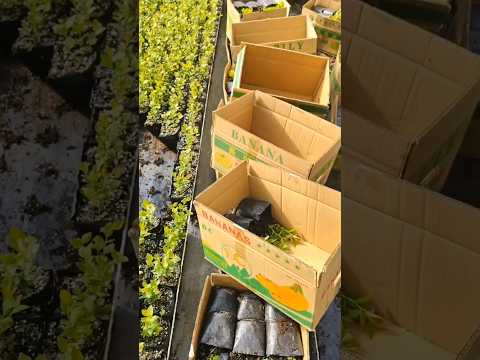 Beautiful Blueberry Seedlings #satisfying #farming