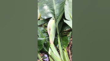 Đốn cây chuối hột,thu hoach bắp chuối bao tử