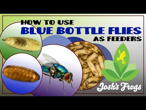 How to use Blue Bottle Flies As Feeders 