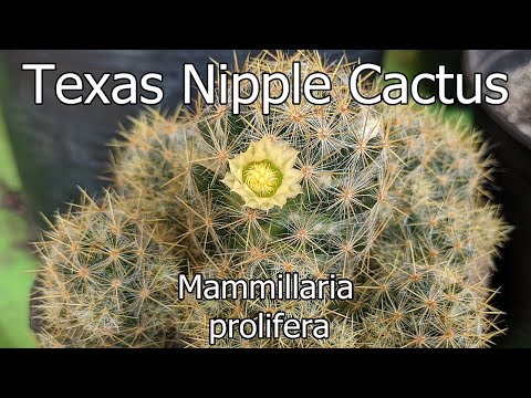 philodendron hasta Philodendron hastatum Silver sword starter plant **(ALL plants require you  to purchase ANY 2 plants!)**