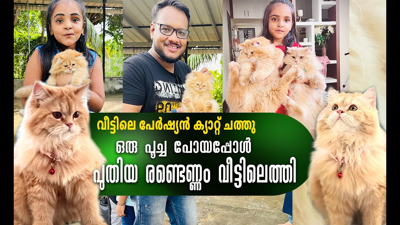 വീട്ടിലെ പേർഷ്യൻ ക്യാറ്റിന് സംഭവിച്ചത് എന്ത് ? പുതിയ പൂച്ചക്കുട്ടികളുടെ വിശേഷങ്ങൾ | Persian Cat Vlog