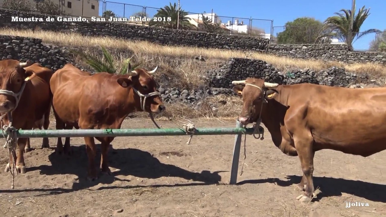 RECORDANDO NUESTRAS FIESTAS. MUESTRA DE GANADO FIESTAS SAN JUAN TELDE 2018