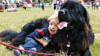 Newfoundland Dog Playing With Baby | Dog Loves Baby Compilation