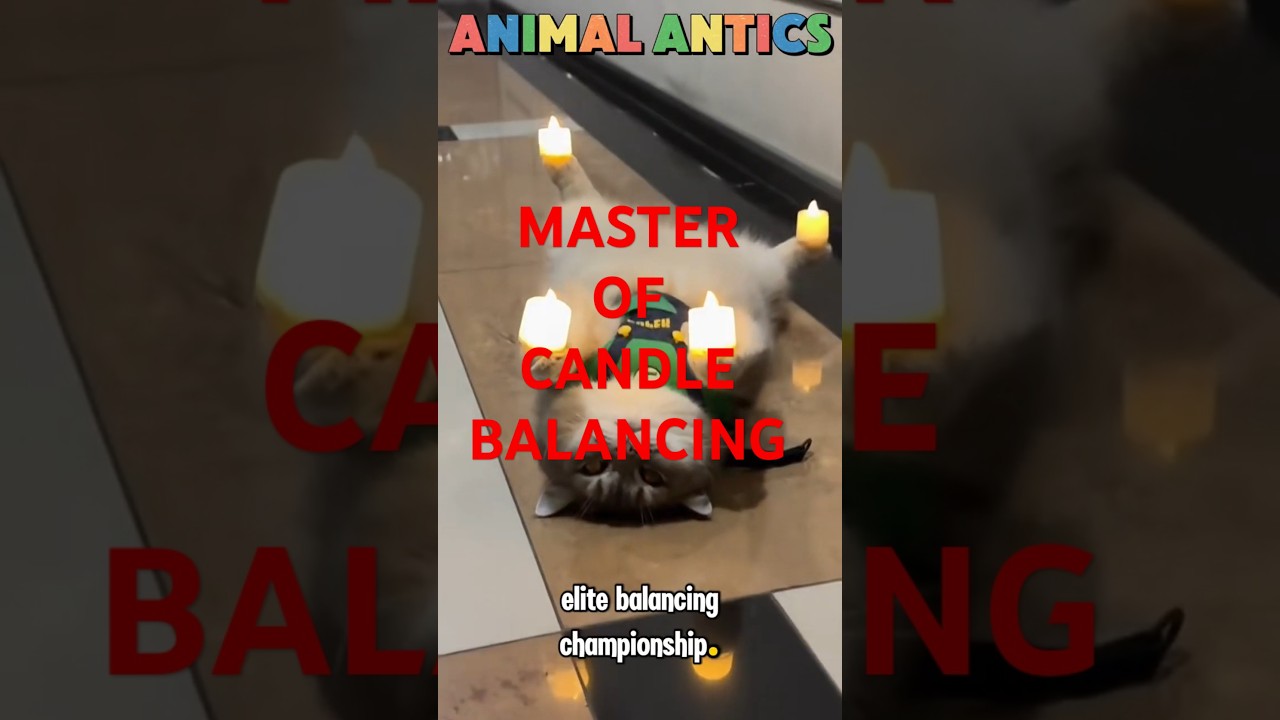Can This Cat Really Balance Candles? You Won't Believe It! 