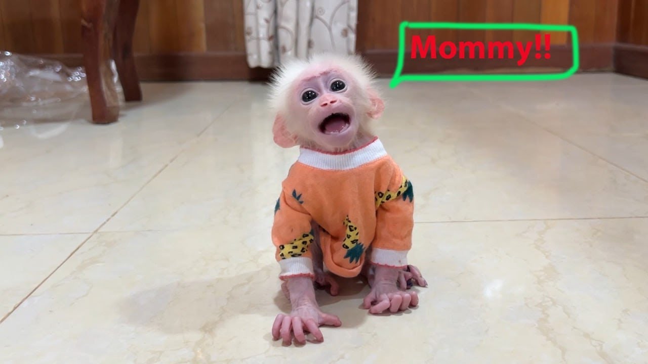 Nas-Ty Tiny Minea Screaming Calling Mom Give Her Treats Coz She's Stravingg