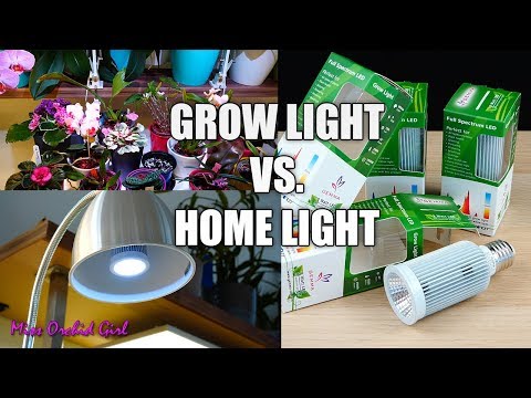 Video: Er LED -dagslyspærer gode til planter?