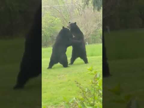 WATCH: Front Yard Black Bear Fight Captured By Sussex County Dad