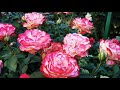 Роза Юбилей Принца Монако (Jubile du Prince de Monaco)-эталон неприхотливости и обильности цветения.
