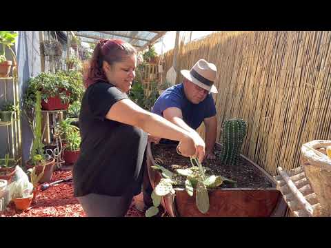 Vídeo: Com sobreviu el cactus barril?