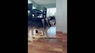 Funny Dogs #Funny #Cute #Dogs #Pets #Trending #ForYou #TikTok
