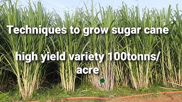 How to grow sugarcane faster