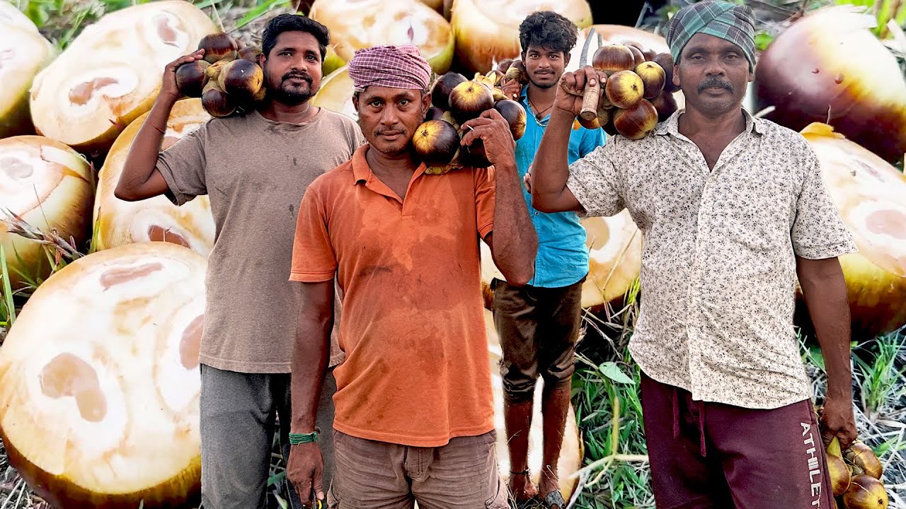Fresh Toddy Palm (Nungu) Fruits Cutting from Tree | Taadi Munjulu Special Jelly in Village