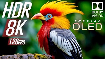 8K HDR Tropical Paradise - OLED Display Test 120fps Dolby Vision