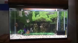 Diy tutup aquarium
