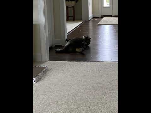 Song about Squishy and Lilly Cat, "They only Love their Mom"