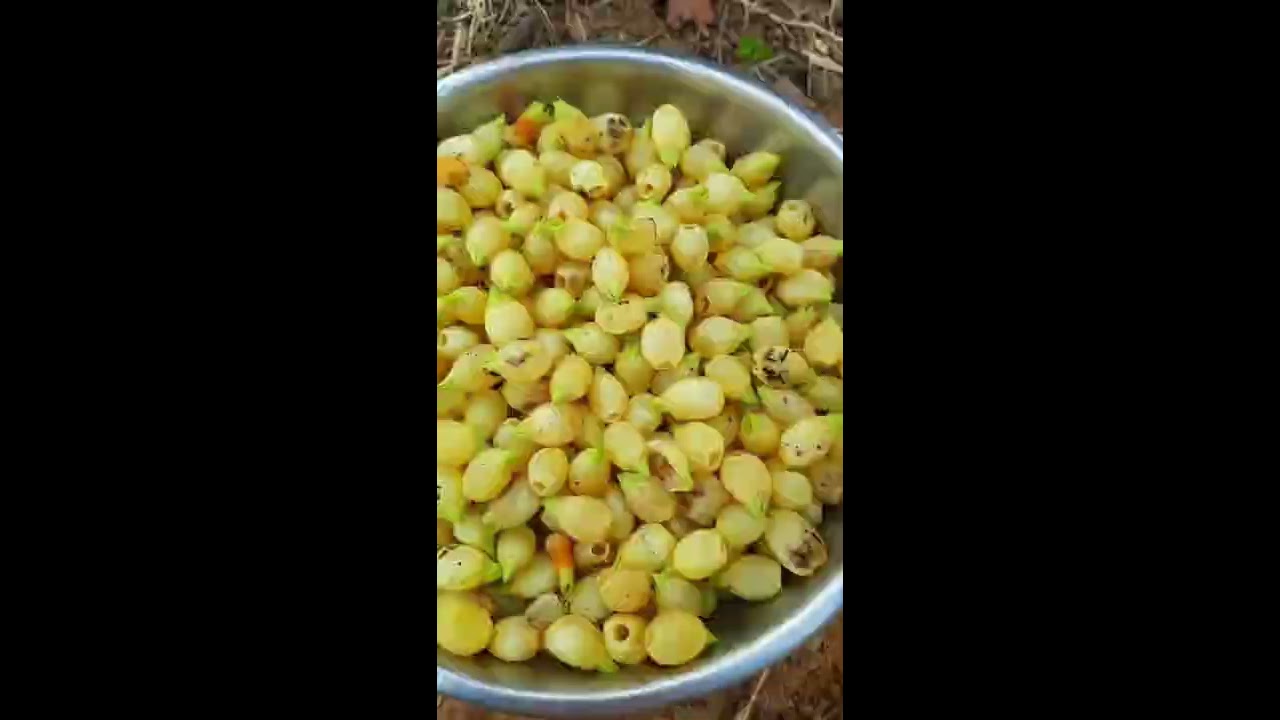 How Mahua flower is harvested This tropical Indian flower is edible and has many health benefits