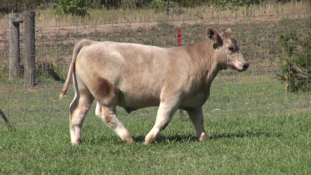 12 big smoke steer