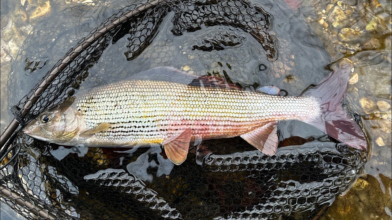 Spot, Cast, Strike! Präzisionswurf am Fluss 🎣