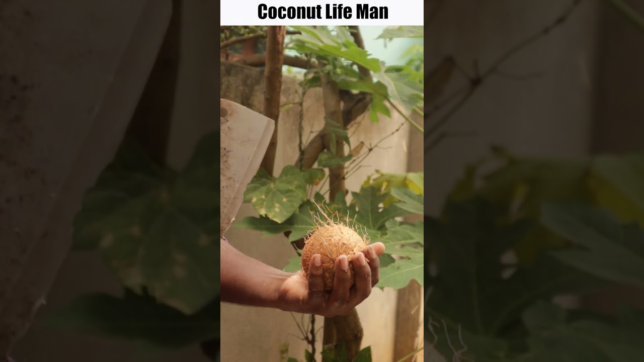 😊😱How to Smash a coconut  